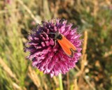 Purtroppo l'originale di questa immagine è andato perso...Si tratta di un insetto su un fiore d'aglio (allium cepa).